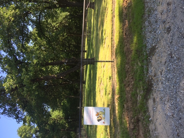 Dog Park