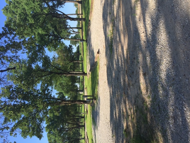 Live Oak Trees